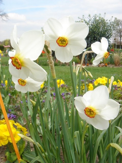 Narcissus poeticus 'Actea ' PB 7